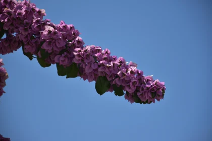 Bougainvillea in Full Bloom