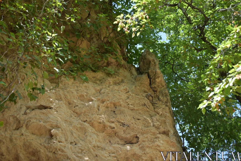 Greenery Against a Rugged Rockface Free Stock Photo