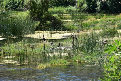 Birds of the Marsh in Serene Settings