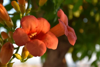 Orange Trumpet Flower Close-up