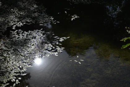 Sunlit Reflection on Leaf-Covered Pond