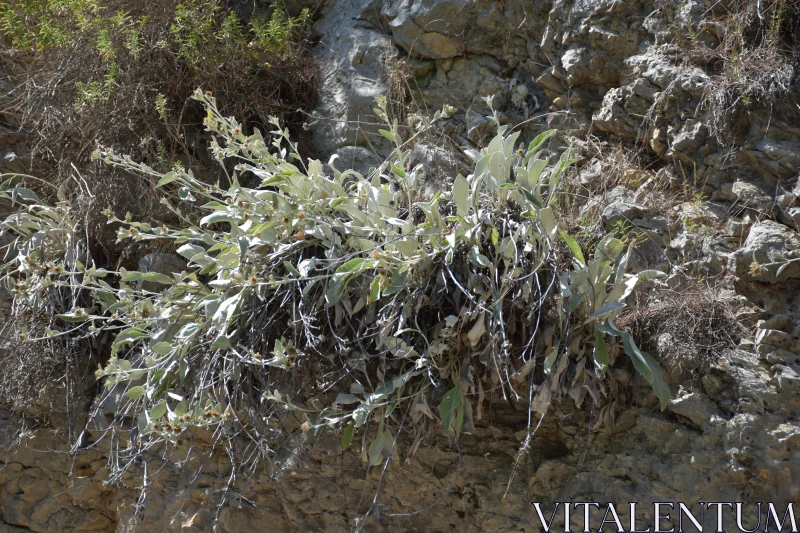 PHOTO Resilient Sage Amongst Rocks