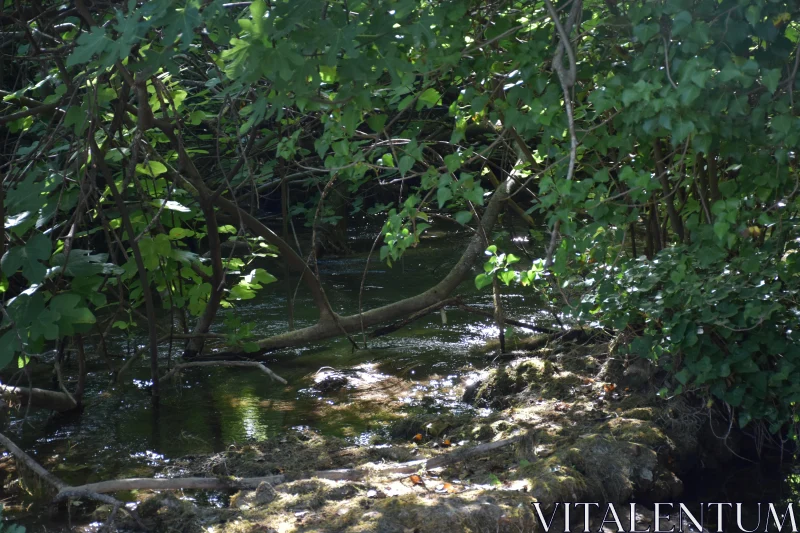 Peaceful Stream in Verdant Forest Free Stock Photo