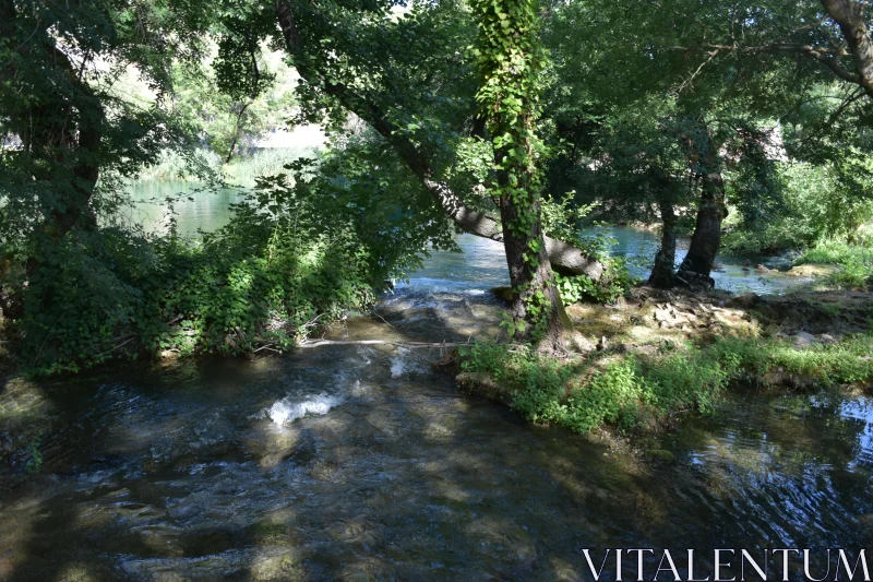 Tranquil Forest Stream Free Stock Photo