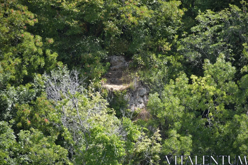 PHOTO Forest Foliage and Rocky Terrain