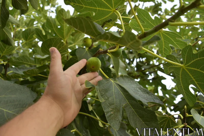 PHOTO Reaching for a Ripe Fig in Nature