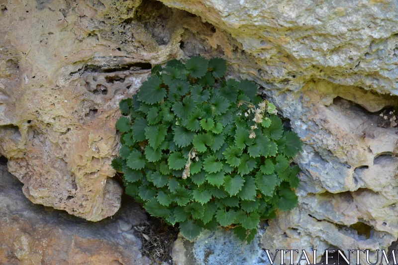 Lush Foliage in Rocky Terrain Free Stock Photo