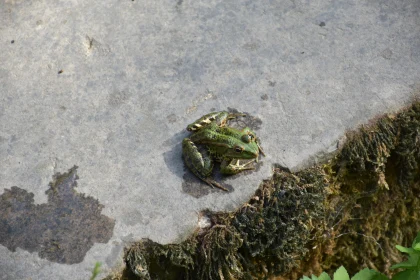 Frog on Stone