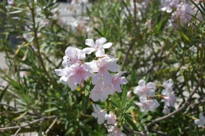 Pink Oleander Blooms in Sunlight