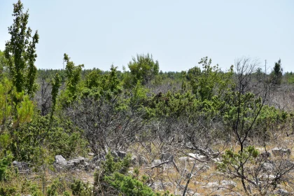 Rugged Forest Scene with Lush Shrubs