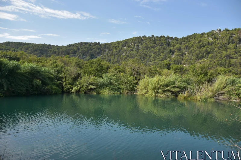 Lush Greenery and Tranquil Waters Free Stock Photo