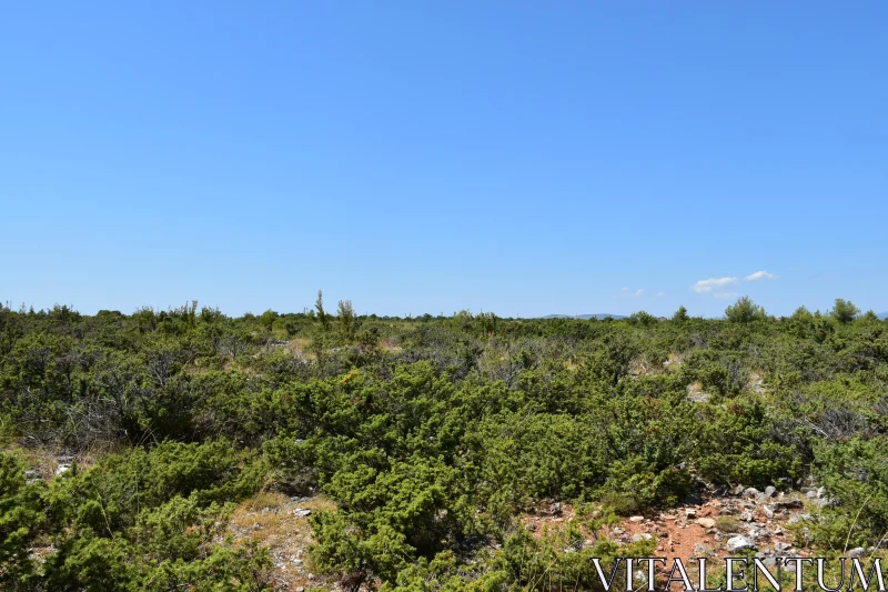 PHOTO Vast Greenery with Open Sky