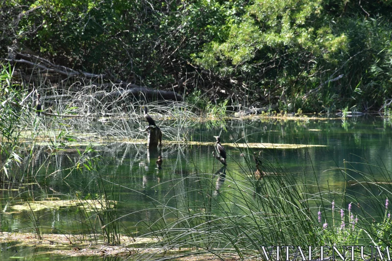 Wetland with Resting Cormorants Free Stock Photo