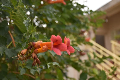 Colorful Trumpet Flowers