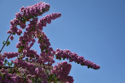 Lilac Blossoms in Springtime