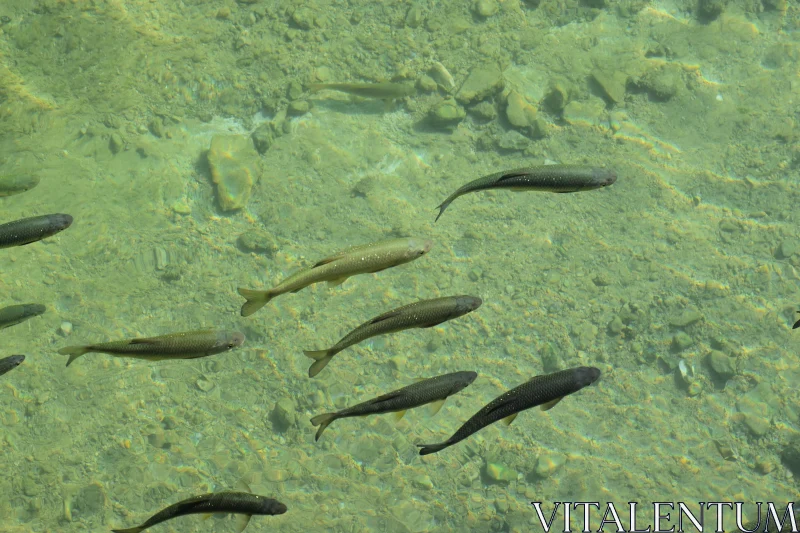 Serene Fish in a Clear River Free Stock Photo