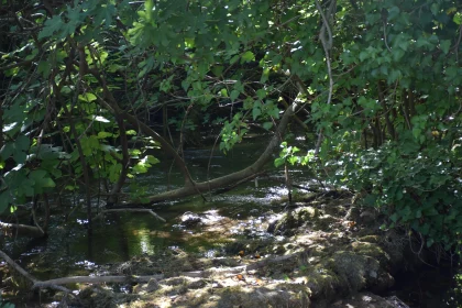 Peaceful Stream in Verdant Forest