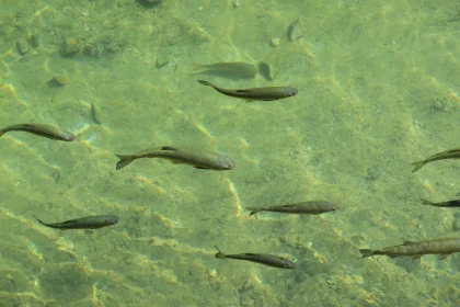 Serene Fish in Clear Waters