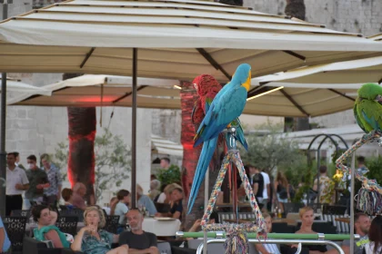 Vibrant Parrots Amidst Gathering