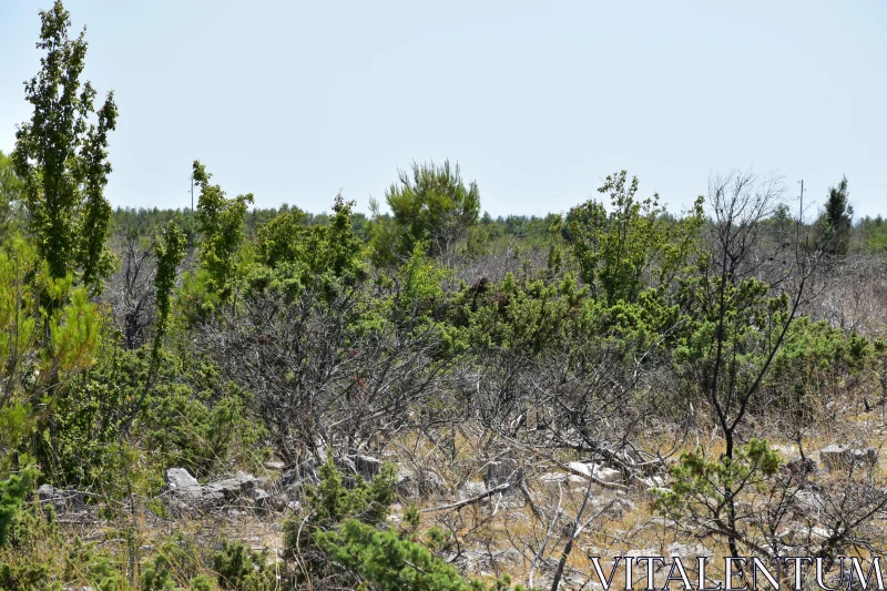 PHOTO Rugged Forest Scene with Lush Shrubs