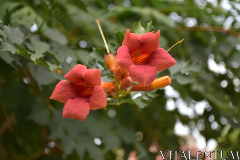 Vibrant Trumpet Flowers Free Stock Photo