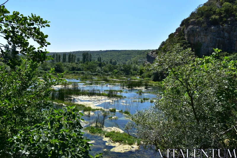 Serene Wetlands and Lush Greenery Free Stock Photo