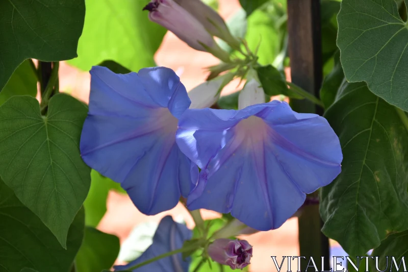 Lush Blue Morning Glory Flowers Free Stock Photo