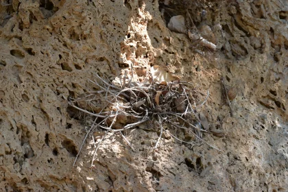 Nest and Rock Patterns