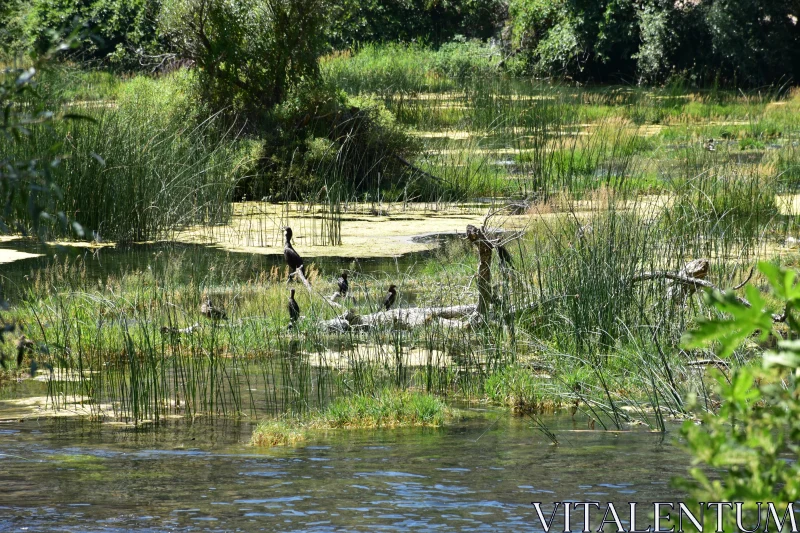 Birds of the Marsh in Serene Settings Free Stock Photo