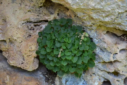 Lush Foliage in Rocky Terrain