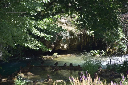 Tranquil Stream in Verdant Forest Landscape