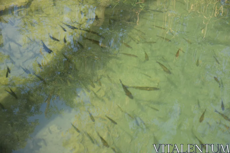 Serene Aquatic Life Reflection Free Stock Photo