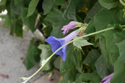 Purple Morning Glory with Leaves