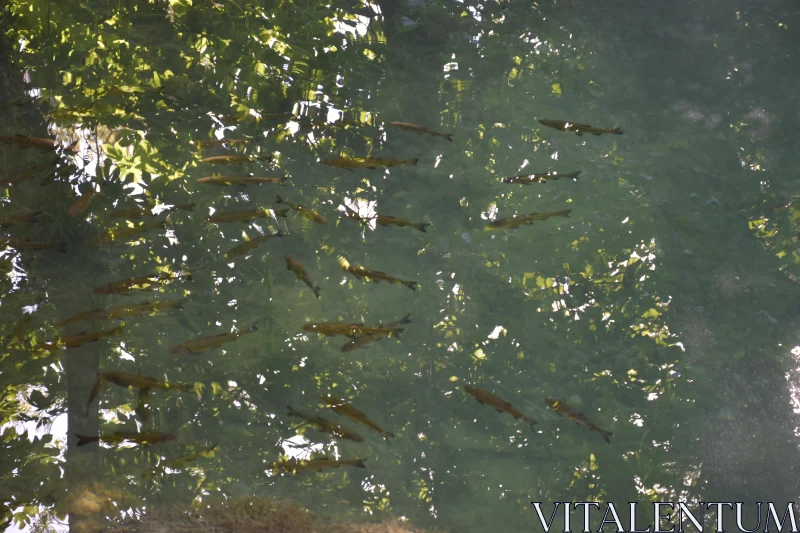 Peaceful School of Fish in Green Waters Free Stock Photo