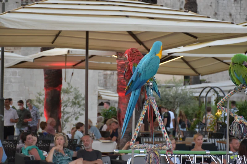 PHOTO Vibrant Parrots Amidst Gathering