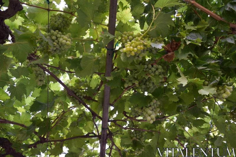 PHOTO Abundant Green Grapes on Vines