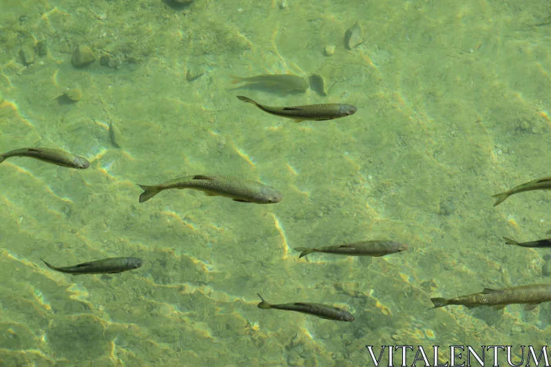 Serene Fish in Clear Waters Free Stock Photo