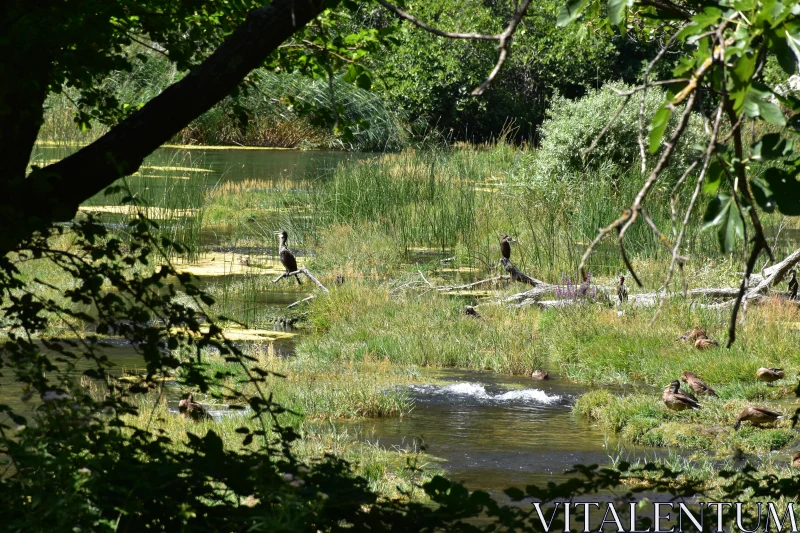 Birds in Tranquil Wetland Free Stock Photo