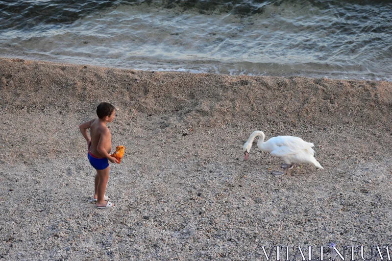 PHOTO Child Meeting Swan on a Tranquil Beach