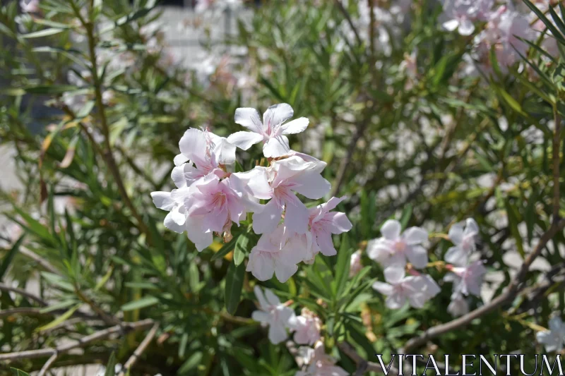 PHOTO Pink Oleander Blooms in Sunlight