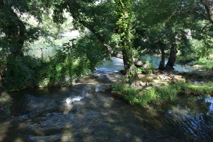 Tranquil Forest Stream