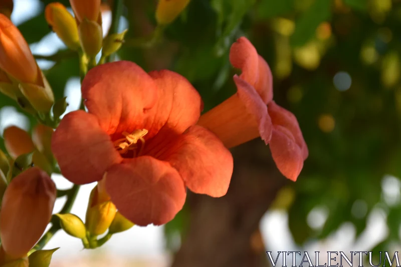 PHOTO Orange Trumpet Flower Close-up