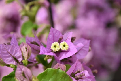 Vibrant Purple Bougainvillea in Full Bloom