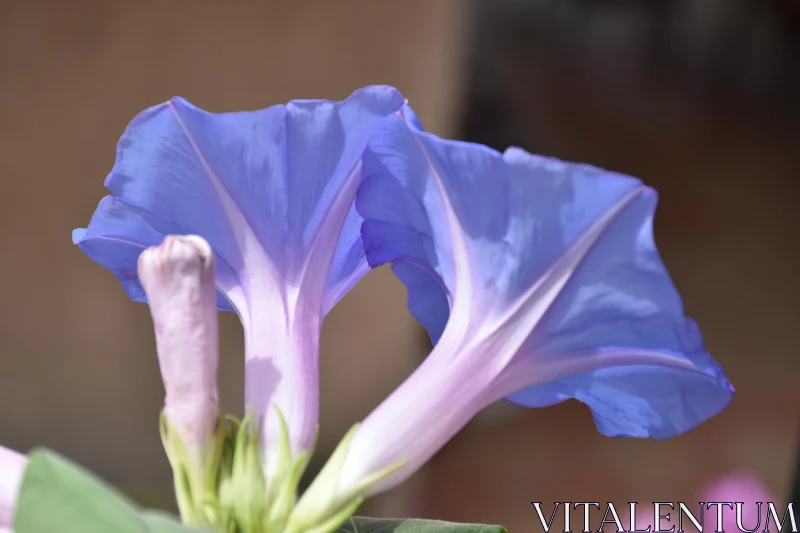 Purple Morning Glory Close-Up Free Stock Photo