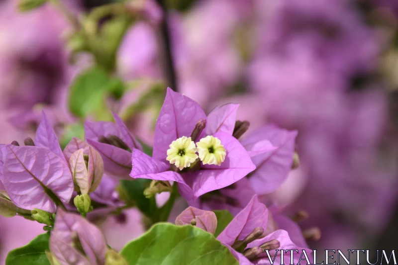 Vibrant Purple Bougainvillea in Full Bloom Free Stock Photo