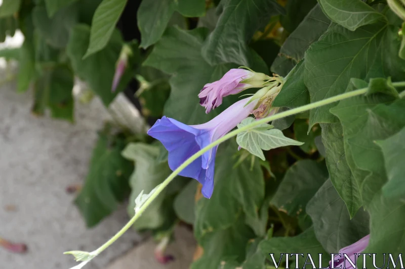 Purple Morning Glory with Leaves Free Stock Photo