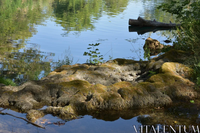 Tranquil Water and Mossy Riverbank Free Stock Photo