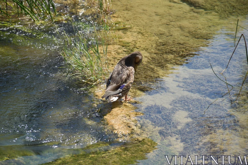 PHOTO Duck by Stream