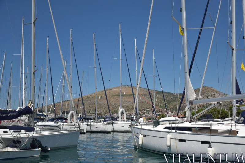 PHOTO Sailboats Docked at a Marina