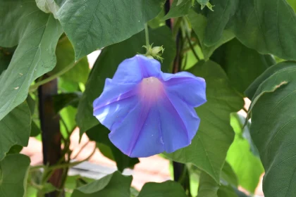 Blue-Purple Morning Glory in Garden